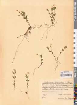 MAG 0023783