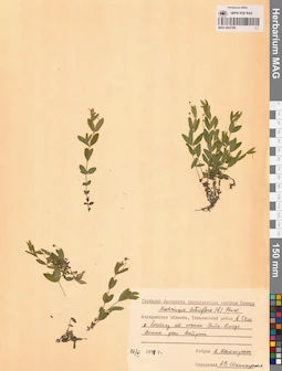MAG 0023788