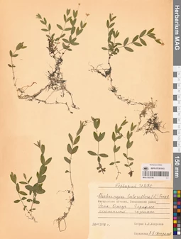 MAG 0023790