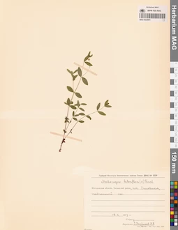 MAG 0023691