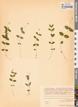 MAG 0023695
