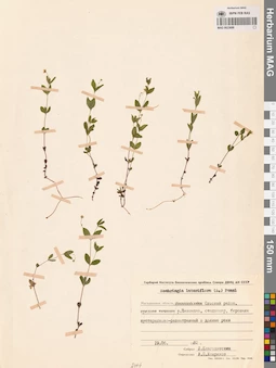 MAG 0023699