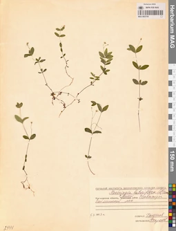 MAG 0023700