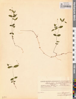 MAG 0023701