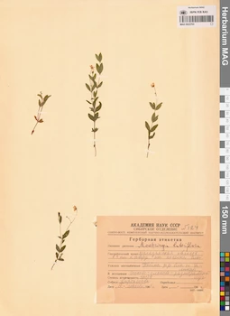 MAG 0023703
