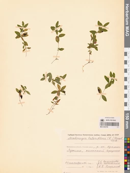 MAG 0023706
