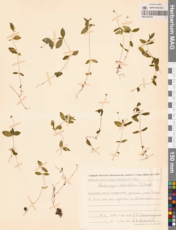 MAG 0023709