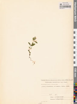 MAG 0023714