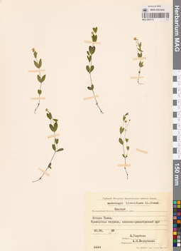 MAG 0023716