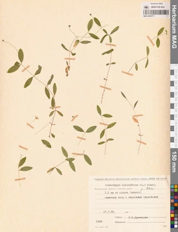 MAG 0023717