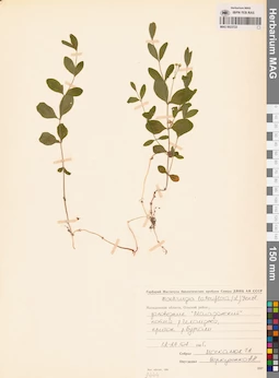 MAG 0023722