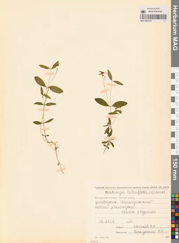 MAG 0023723