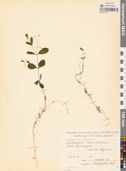 MAG 0023725