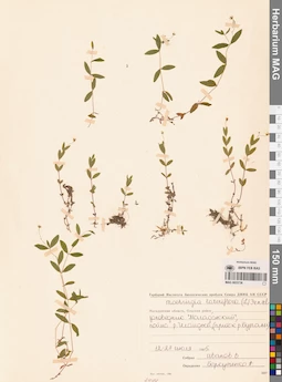 MAG 0023726