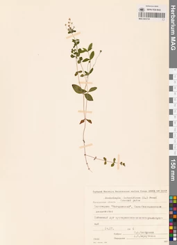 MAG 0023730