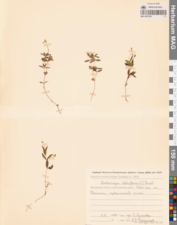 MAG 0023746