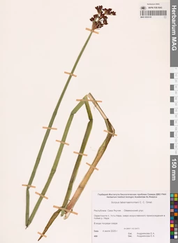 MAG 0024143