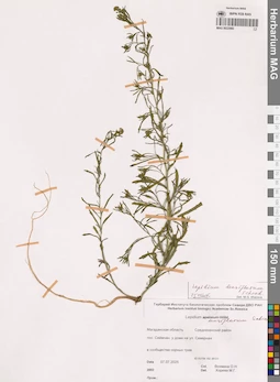 MAG 0022980