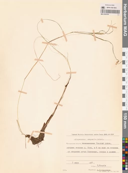 MAG 0024168