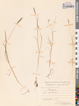 MAG 0024172