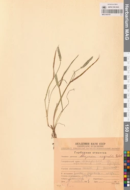 MAG 0024181