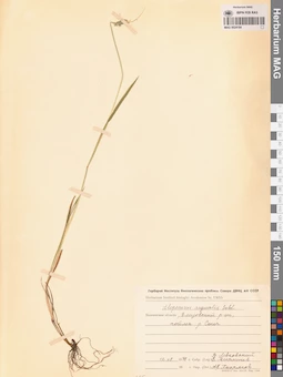 MAG 0024184