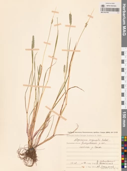MAG 0024186