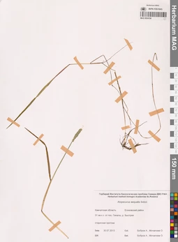 MAG 0024196