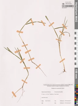 MAG 0024197