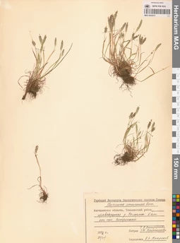 MAG 0024215