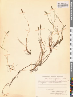 MAG 0024229