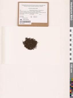 MAG 1001835