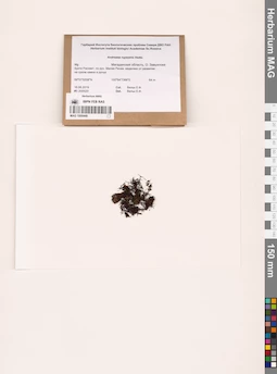 MAG 1000449