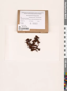 MAG 1000447