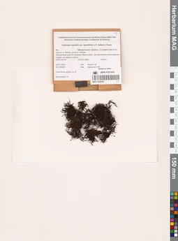 MAG 1000436