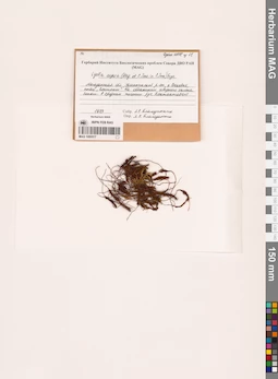 MAG 1000517