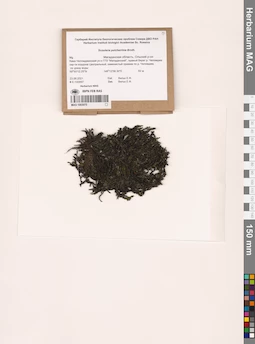 MAG 1003075