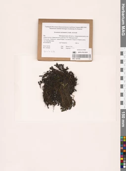 MAG 1001806