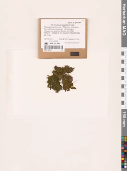 MAG 1004211