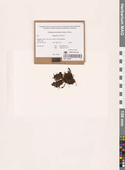 MAG 1003851