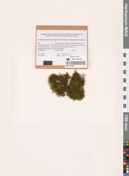 MAG 1003896