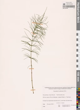 MAG 0024306