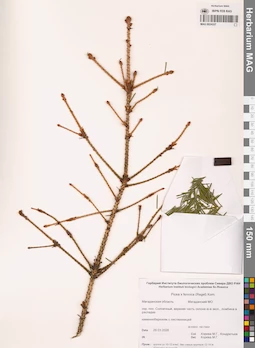 MAG 0024337