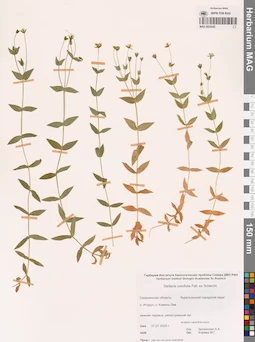 MAG 0024345