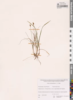 MAG 0024372