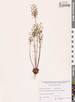 MAG 0024381
