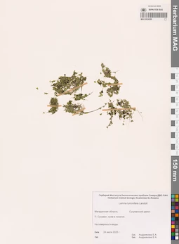 MAG 0024289