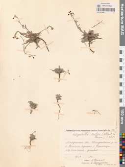 MAG 0012660