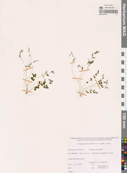 MAG 0024419