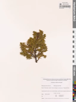 MAG 0024394